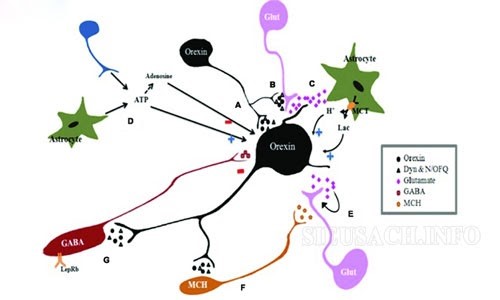 Cách thức hoạt động của Hormone Serotonin