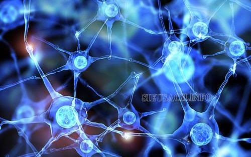 Hệ thần kinh và hệ tiêu hóa là nơi sản xuất ra Serotonin nhiều nhất