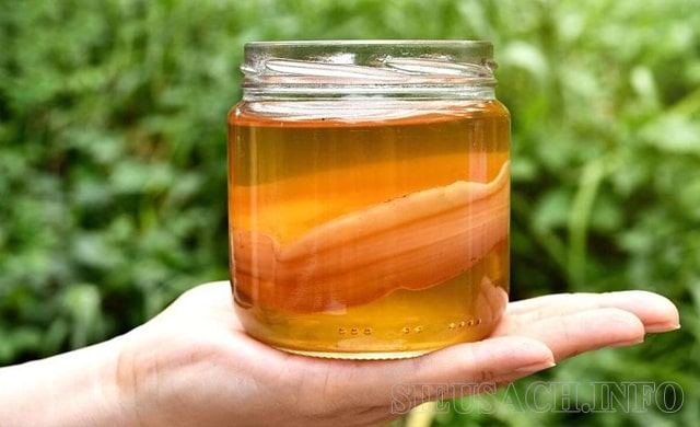 Trà Kombucha làm từ Scoby tốt cho sức khỏe.