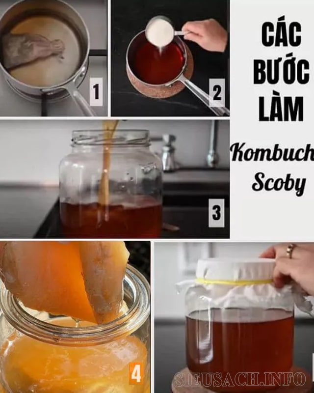 Các bước làm trà Kombucha từ Scoby.