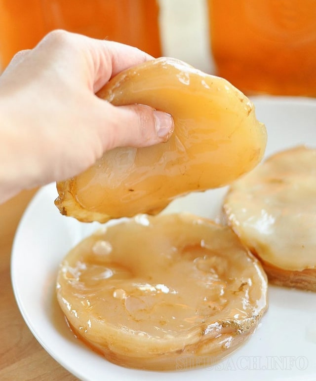 Scoby là kết quả của nuôi cấy cộng sinh vi khuẩn và nấm men.