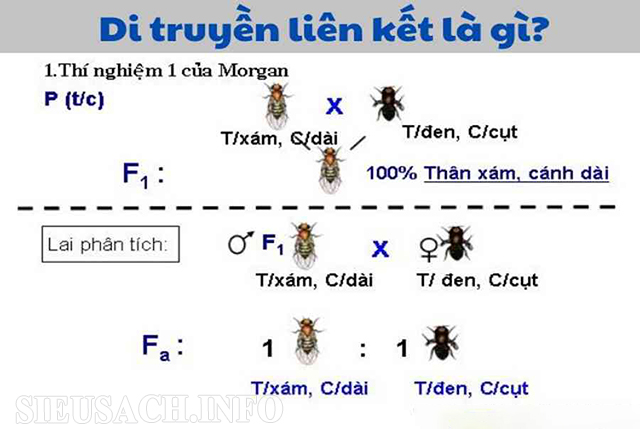 Thi-nghiem-cua-Morgan