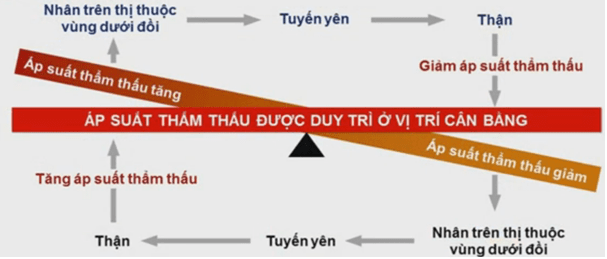 Công thức áp suất thẩm thấu là gì?