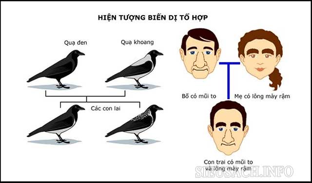 Biến dị tổ hợp xuất hiện ở đời con với những đặc điểm lai cả bố lẫn mẹ