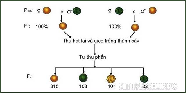 Hình ảnh minh họa tỉ lệ biến dị tổ hợp ở các đời sau