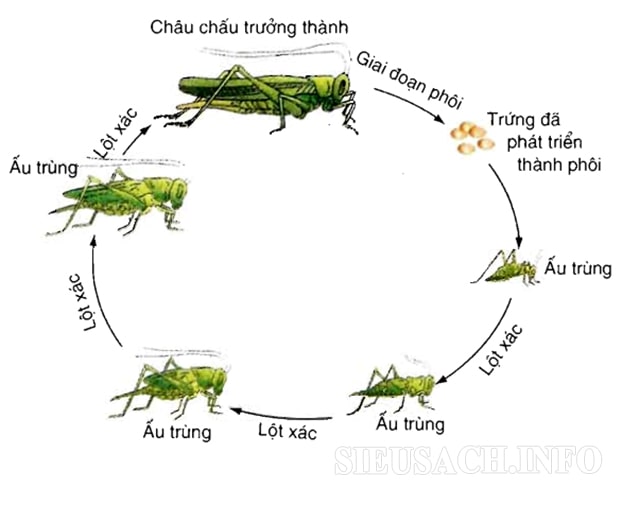 Sơ đồ biến thái không hoàn toàn của châu chấu