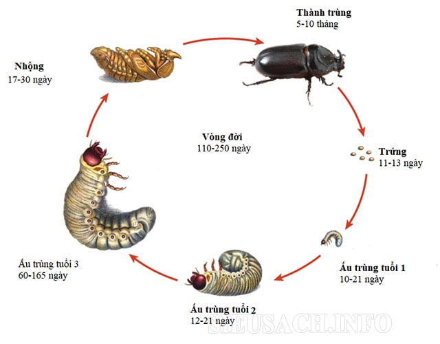 Sơ đồ biến thái hoàn toàn của kiến vương hại dừa