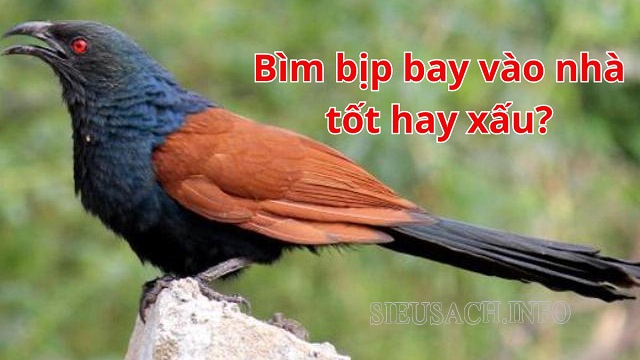 Bìm Bịp bay vào nhà xấu hay tốt tùy quan niệm của từng người