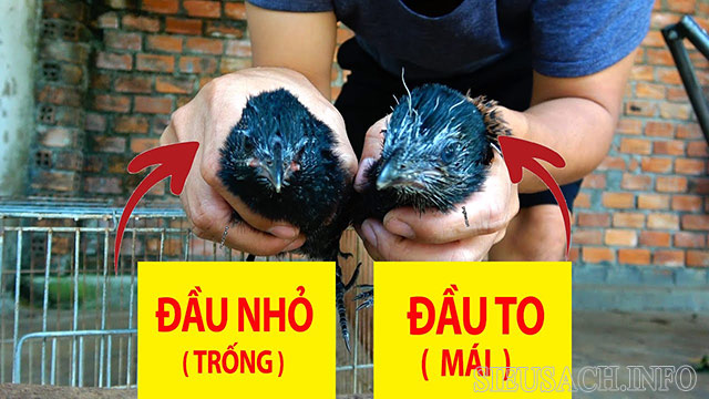 Chọn giống chim nuôi con trống, con mái