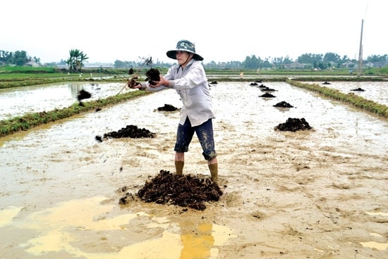 Những điều cần chú ý khi bón lót để cây trồng phát triển tốt