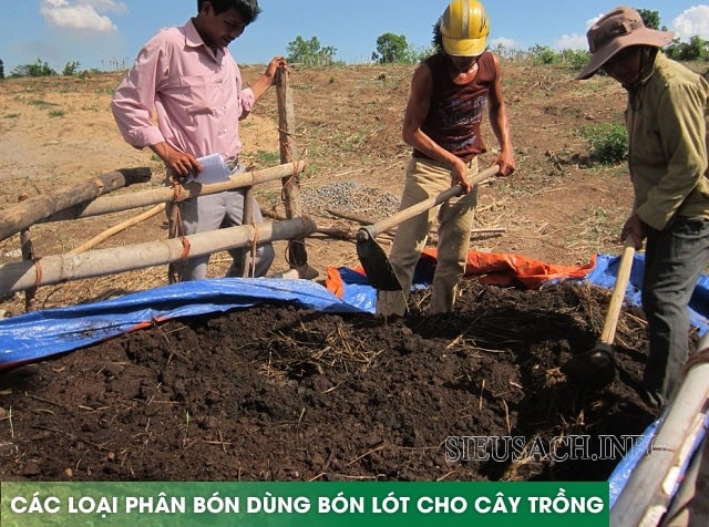 Phân hữu cơ được sử dụng nhiều trong bón lót