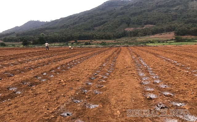 Kỹ thuật bón lót mang lại rất nhiều lợi ích tốt cho canh tác nông nghiệp