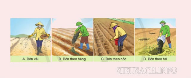 Các kỹ thuật bón lót được sử dụng thường xuyên