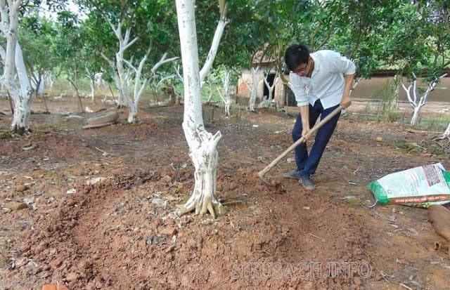 Bón thúc theo hốc cho cây ăn quả