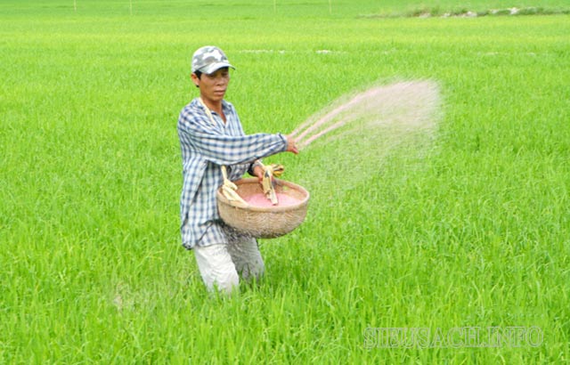 Bón thúc cho lúa phát triển tốt