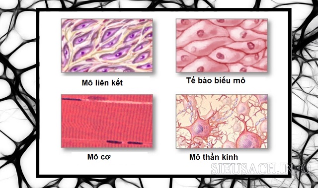 Các loại mô chính trong cơ thể người