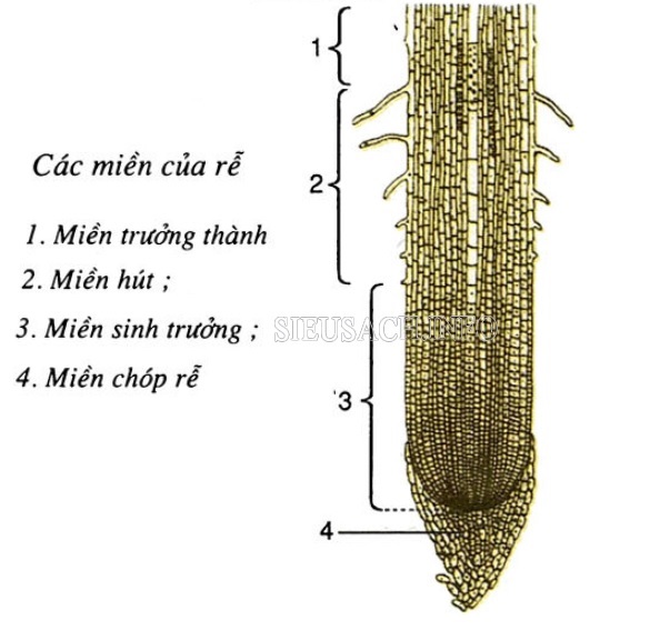 Các miền của rễ