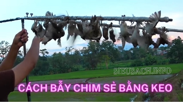 Hướng dẫn cách làm bẫy chim sẻ bằng keo