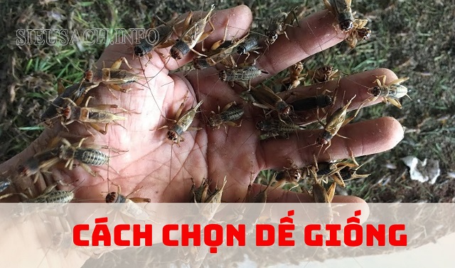 Chọn dế giống nuôi khỏe mạnh