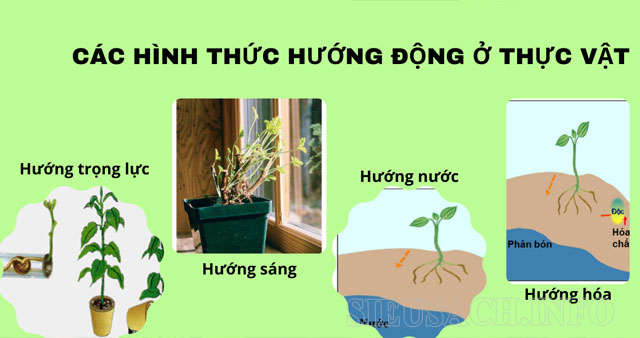 Một số hình thức hướng động của thực vật