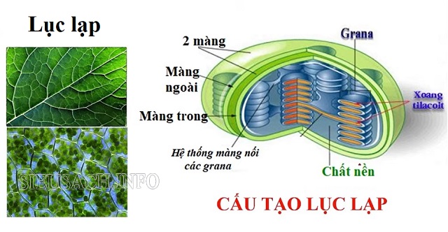 Cấu tạo của một lục lạp