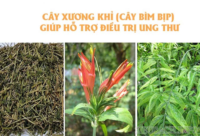 Cây bìm bịp giúp ức chế một số tế bào ung thư giai đoạn đầu