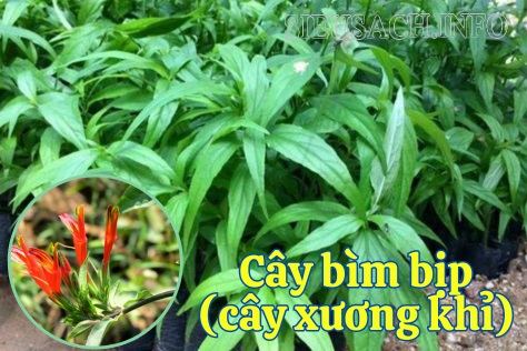 Hình ảnh cây bìm bịp