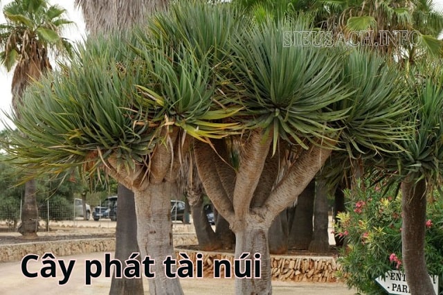 Hình ảnh cây phát tài núi