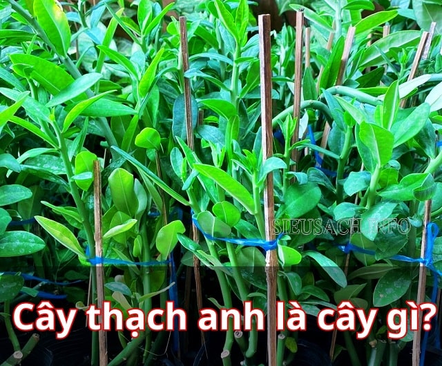 Hình ảnh cây thạch anh