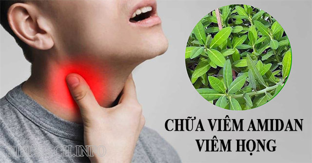 Lá cây thạch anh hỗ trợ chữa viêm họng, amidan