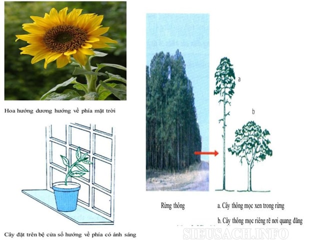 Ánh sáng có ảnh hưởng lớn tới hoạt động sinh lý và hình thái của thực vật.