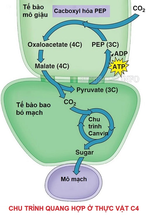 Chu trình quang hợp ở nhóm thực vật C4