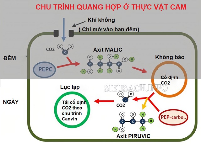 Sơ đồ chu trình quang hợp ở thực vật CAM