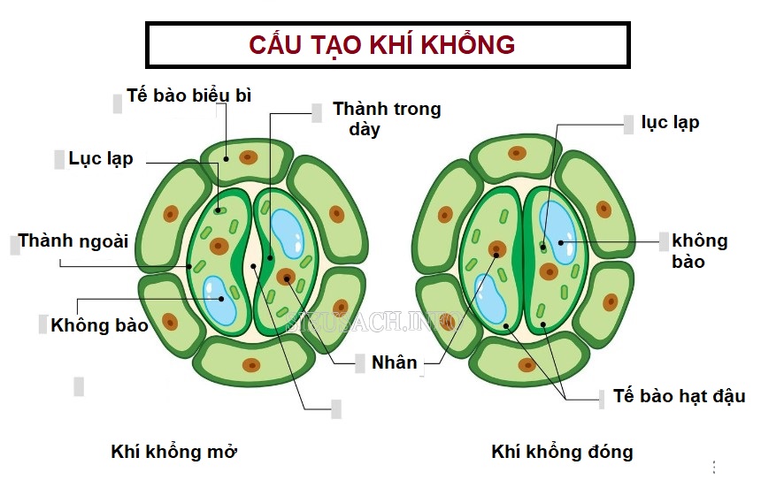 Cấu tạo của khí khổng