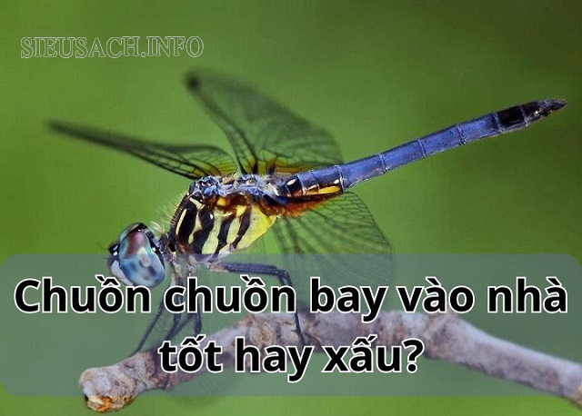 Chuồn chuồn bay vào nhà báo hiệu nhiều điềm lành