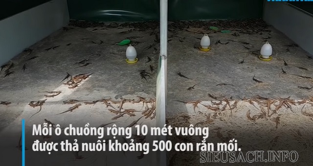 Kĩ thuật làm chuồng nuôi rắn mối