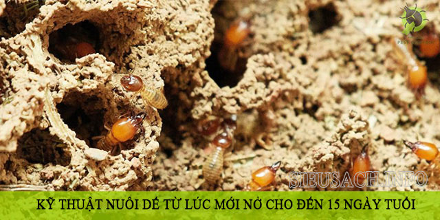 Kỹ thuật nuôi dế từ lúc mới nở cho đến 15 ngày tuổi