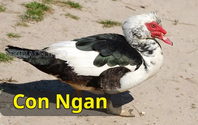 Hình ảnh con ngan