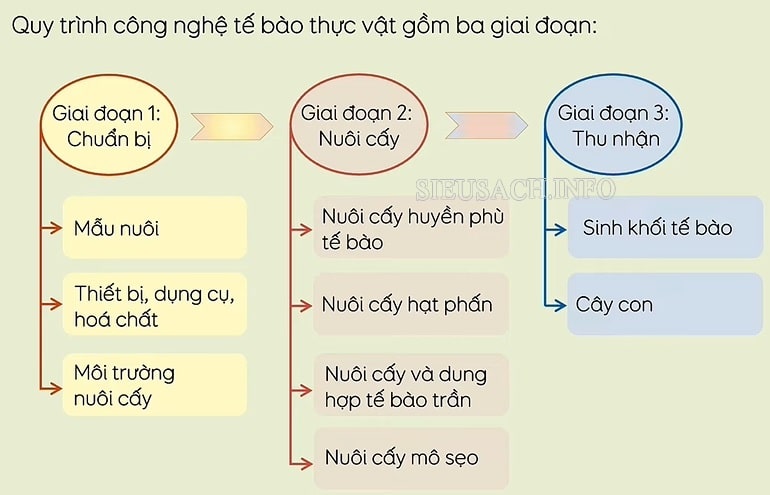 Quy trình thực hiện của công nghệ tế bào thực vật