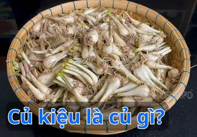 Củ kiệu dùng để muối làm món ăn kèm trong ngày Tết