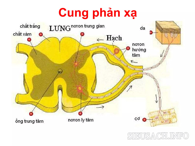 Các bộ phận của cung phản xạ