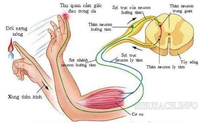 Cung phản xạ đơn giản có tốc độ phản ứng nhanh