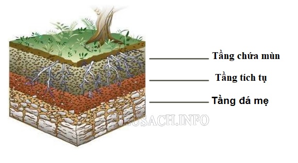 Các tầng của đất feralit