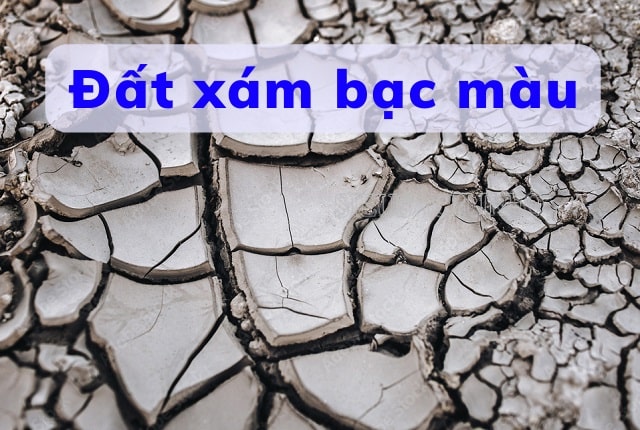 Đất xám bạc màu bị nứt nẻ và nghèo chất dinh dưỡng