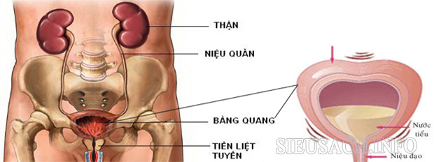 Bàng quang là cơ quan giúp chứa nước tiểu