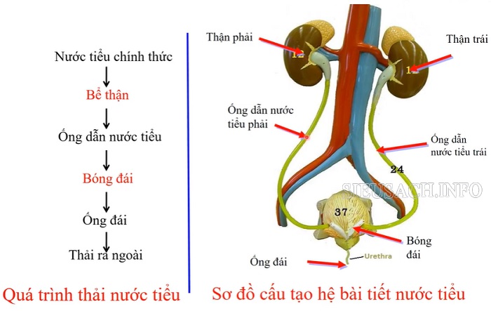 Sơ đồ cấu tạo hệ bài tiết ở cơ thể người