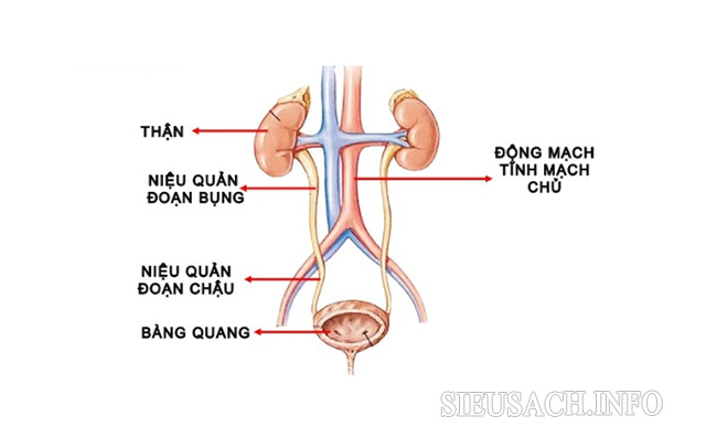 Niệu quản có chức năng giúp vận chuyển nước tiểu xuống bàng quang