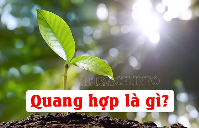 Quang hợp là việc hấp thụ và chuyển hóa năng lượng