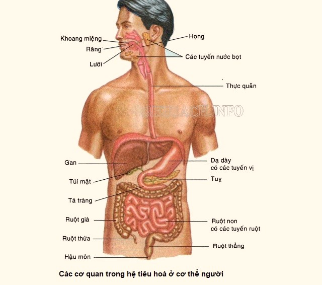 Sơ đồ các cơ quan trong hệ tiêu hoá của cơ thể người