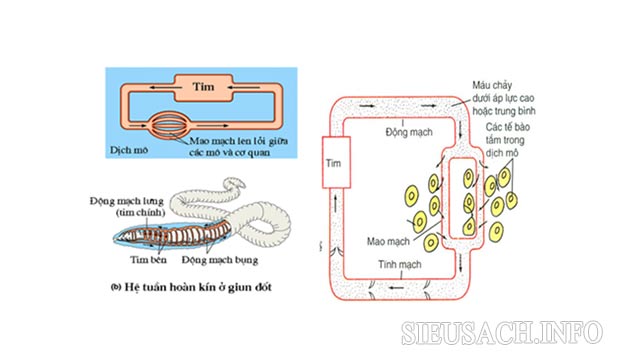 Hệ tuần hoàn kín có máu di chuyển liên tục trong các mao mạch